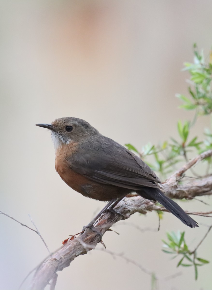 Rockwarbler - ML644255813