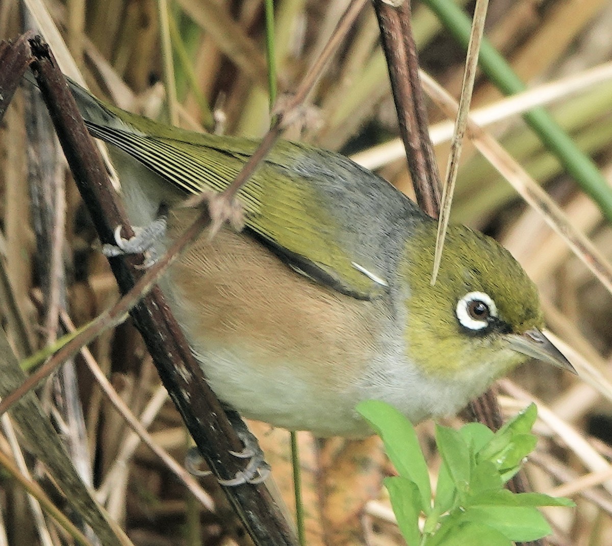 Окулярник сивоспинний - ML644255814