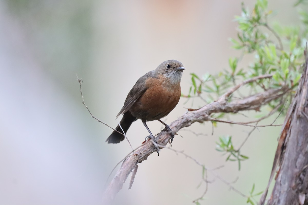 Rockwarbler - ML644255815