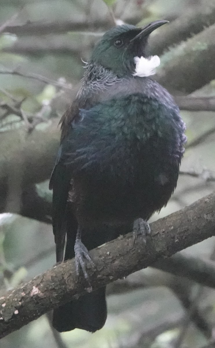 Пое/макомако новозеландський - ML644255816