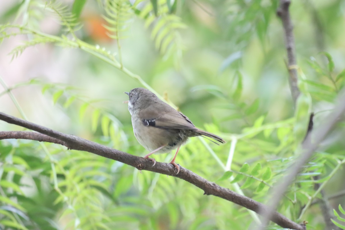 White-browed Scrubwren - ML644255821