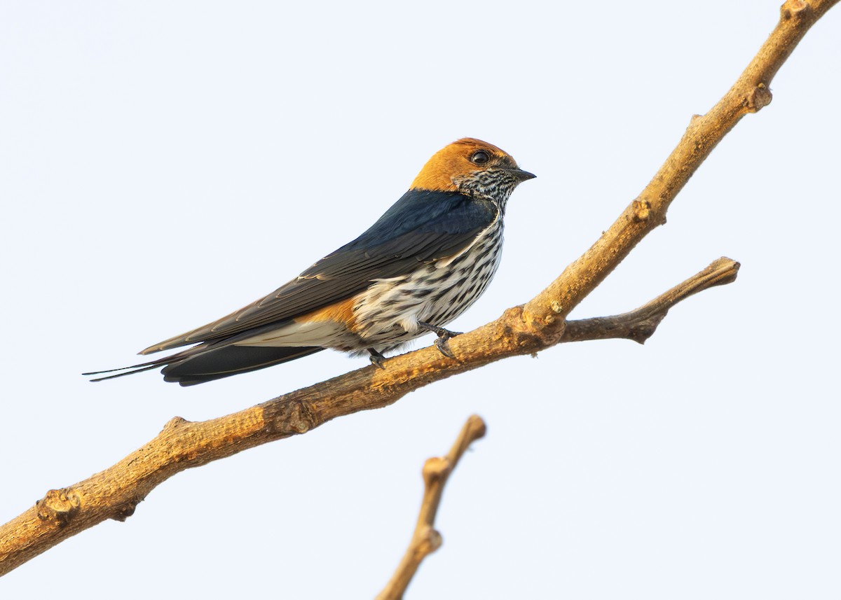 Lesser Striped Swallow - ML644255823