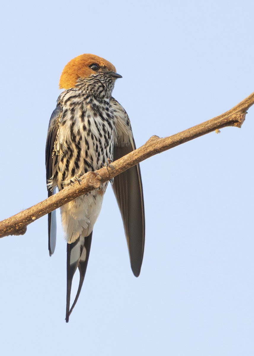 Lesser Striped Swallow - ML644255824
