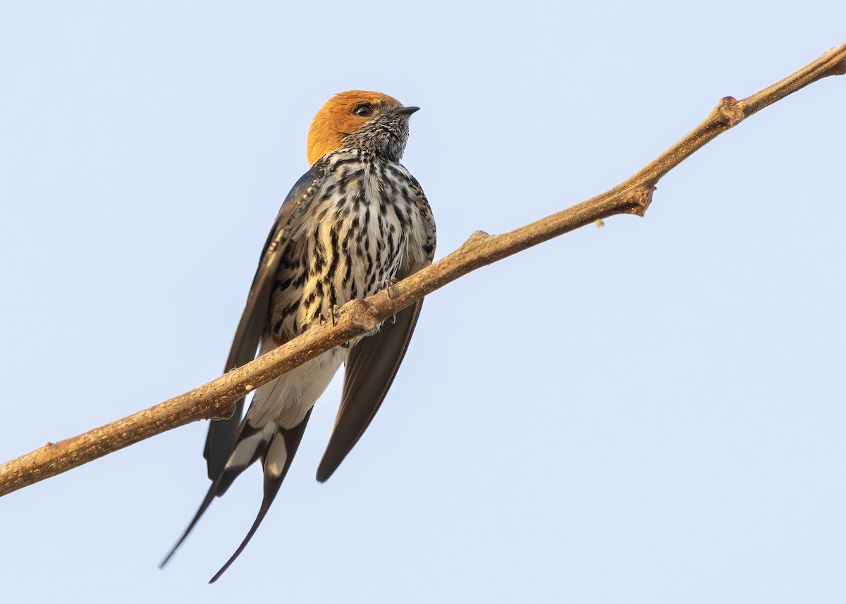 Lesser Striped Swallow - ML644255825