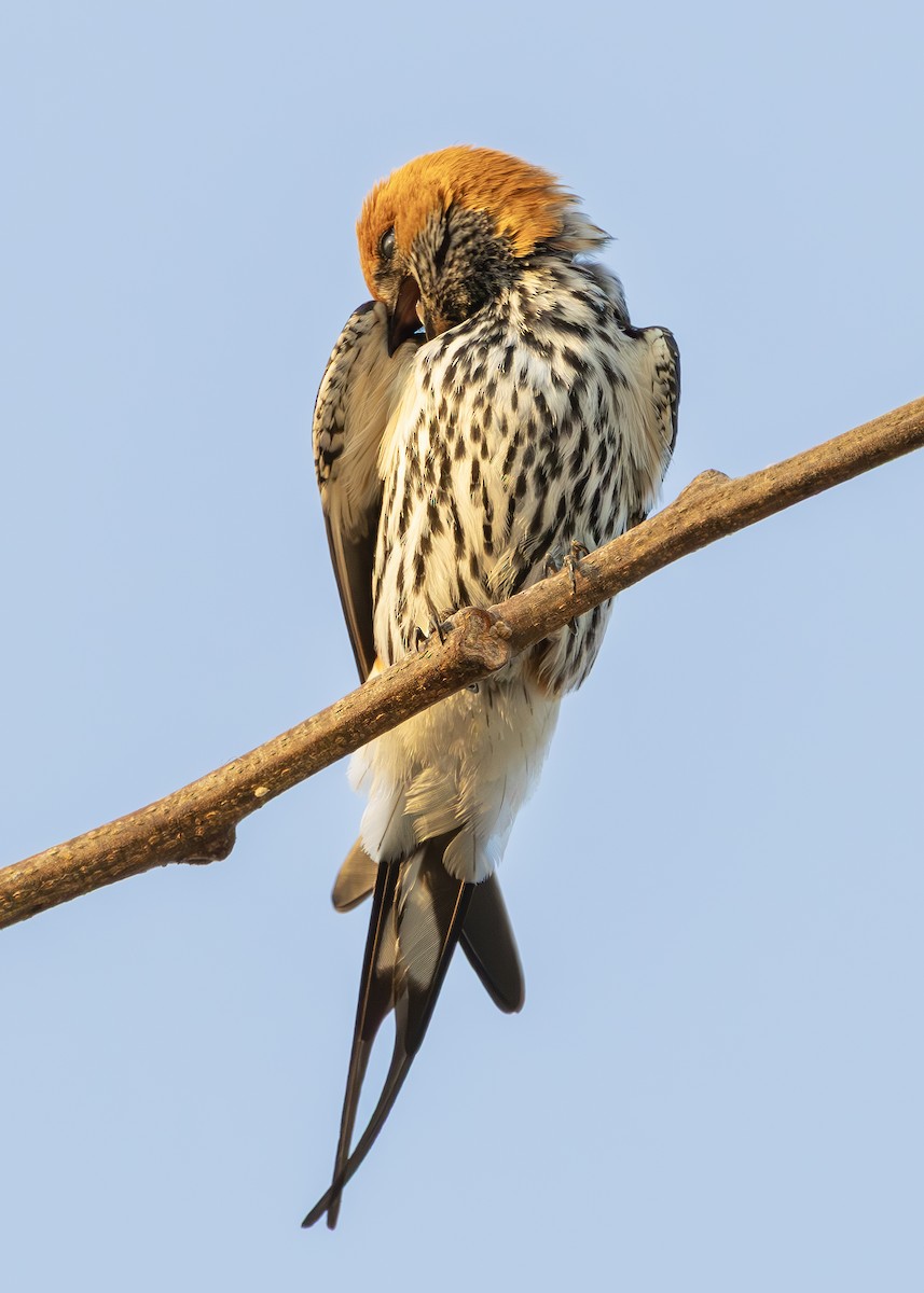 Lesser Striped Swallow - ML644255826