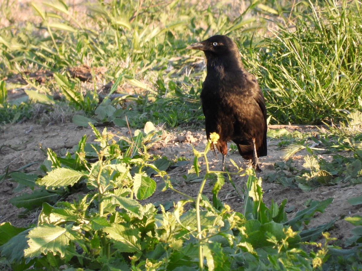 Южноавстралийский ворон - ML644255827