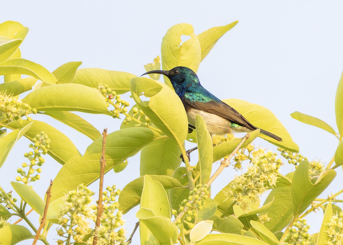 White-bellied Sunbird - ML644255828