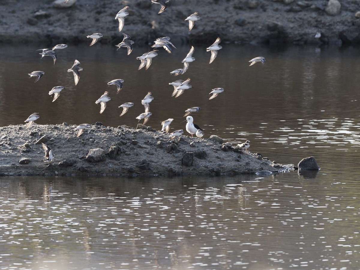 Bécasseau minute - ML644255829