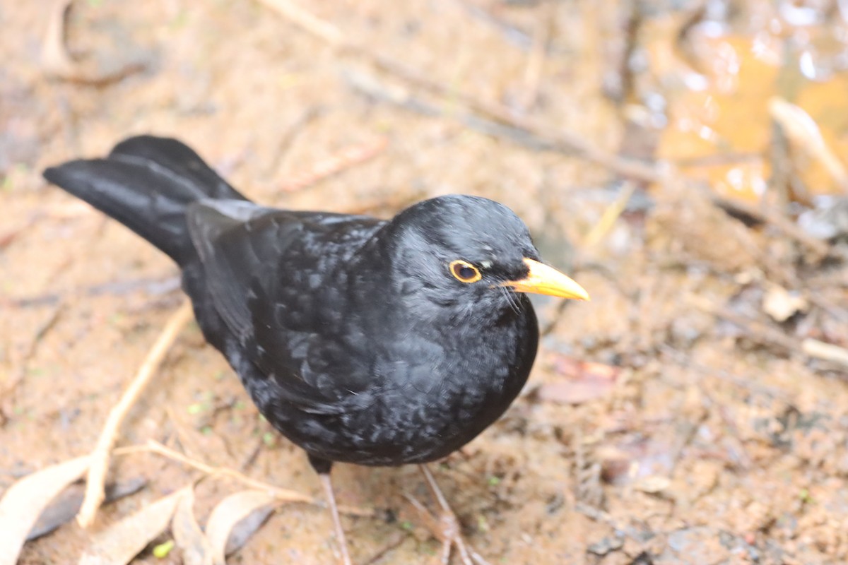 Eurasian Blackbird - ML644255830