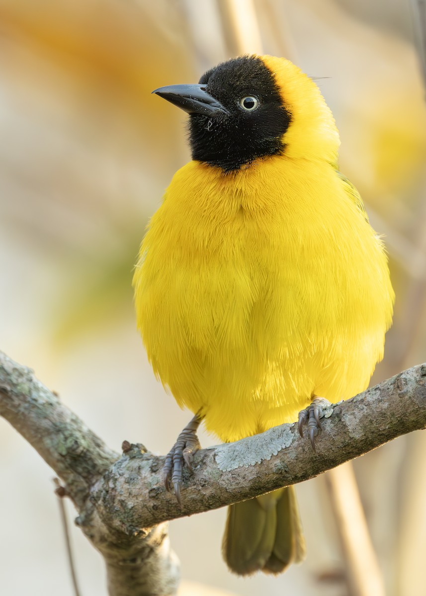 Lesser Masked-Weaver - ML644255832