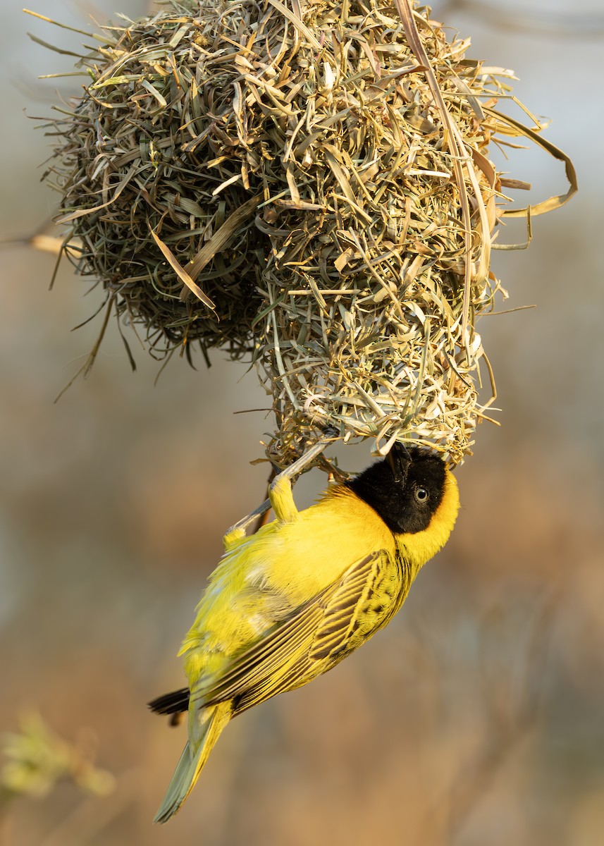 Lesser Masked-Weaver - ML644255833