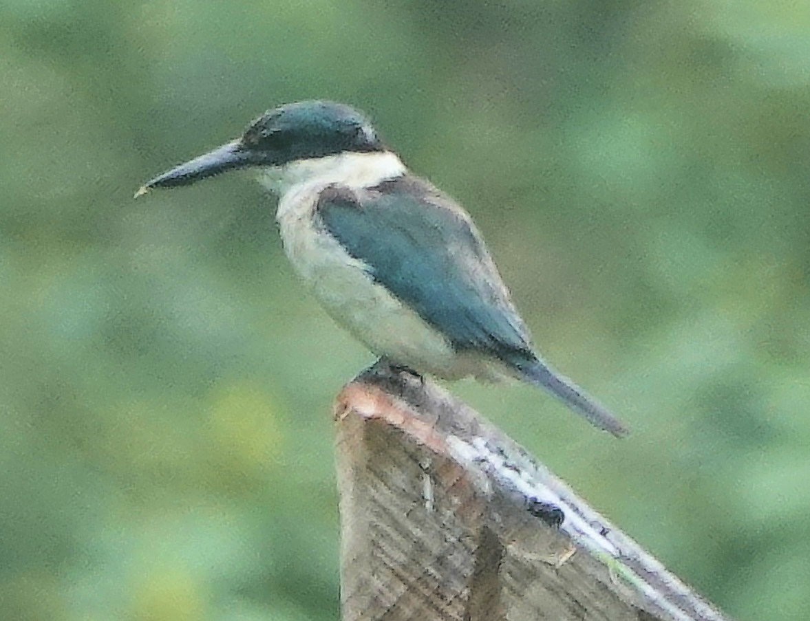 Альціон священний (підвид vagans) - ML644255836