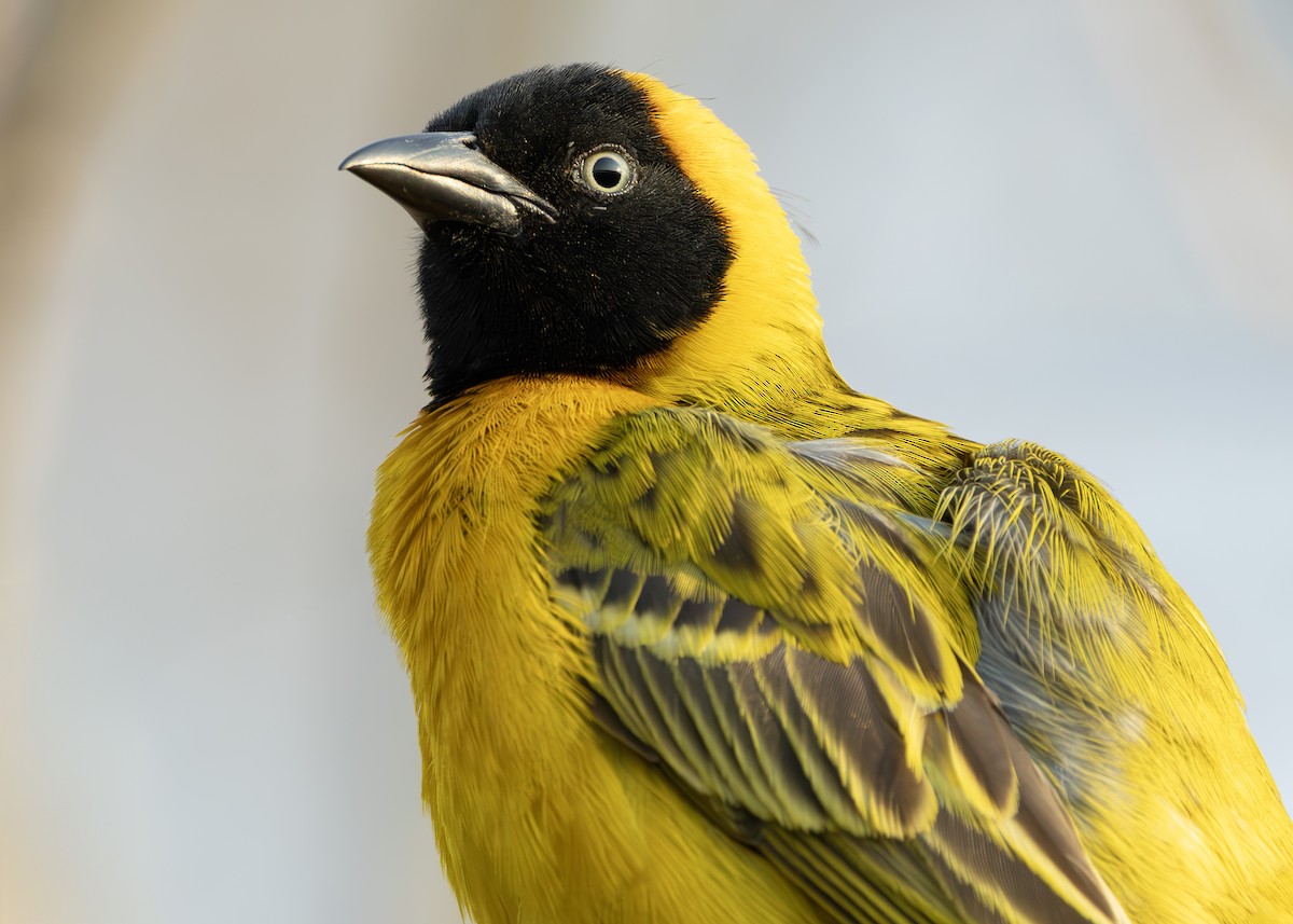 Lesser Masked-Weaver - ML644255838