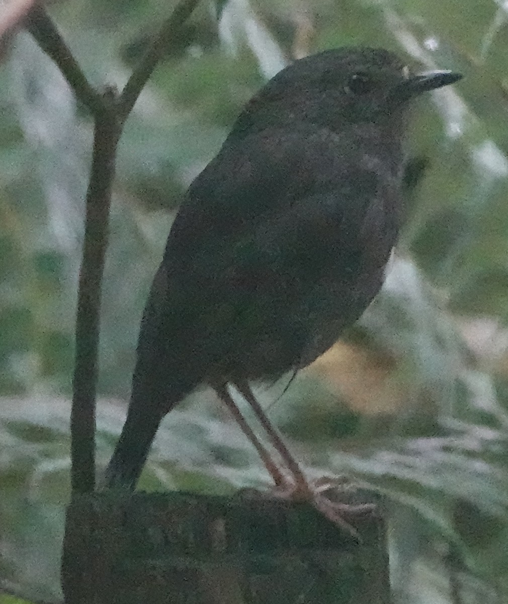 Тоутоваї довгоногий - ML644255841