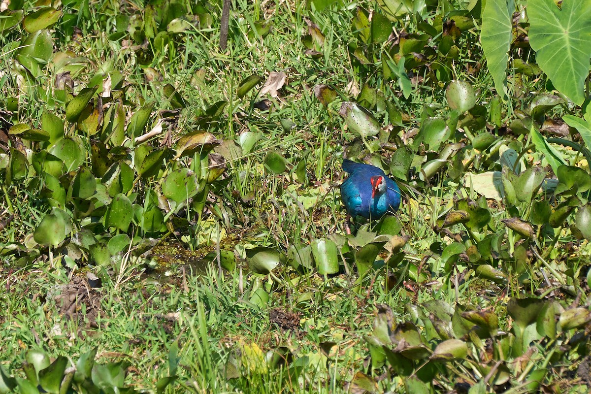 灰頭紫水雞 - ML644255848