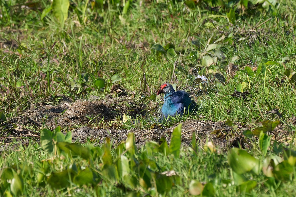 灰頭紫水雞 - ML644255849