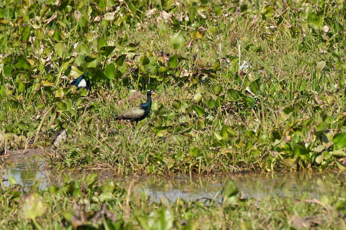 ostnák hnědoocasý - ML644255851