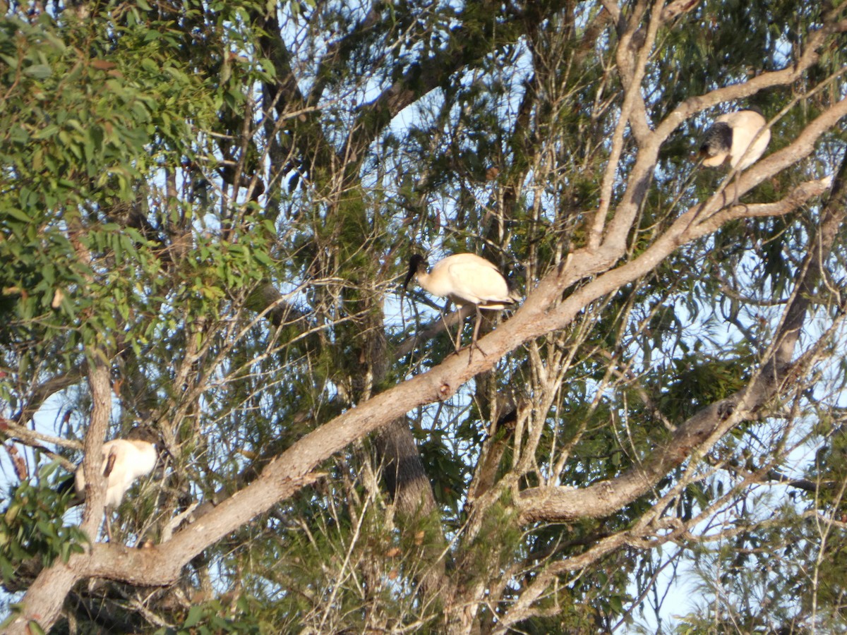 ibis australský - ML644255878