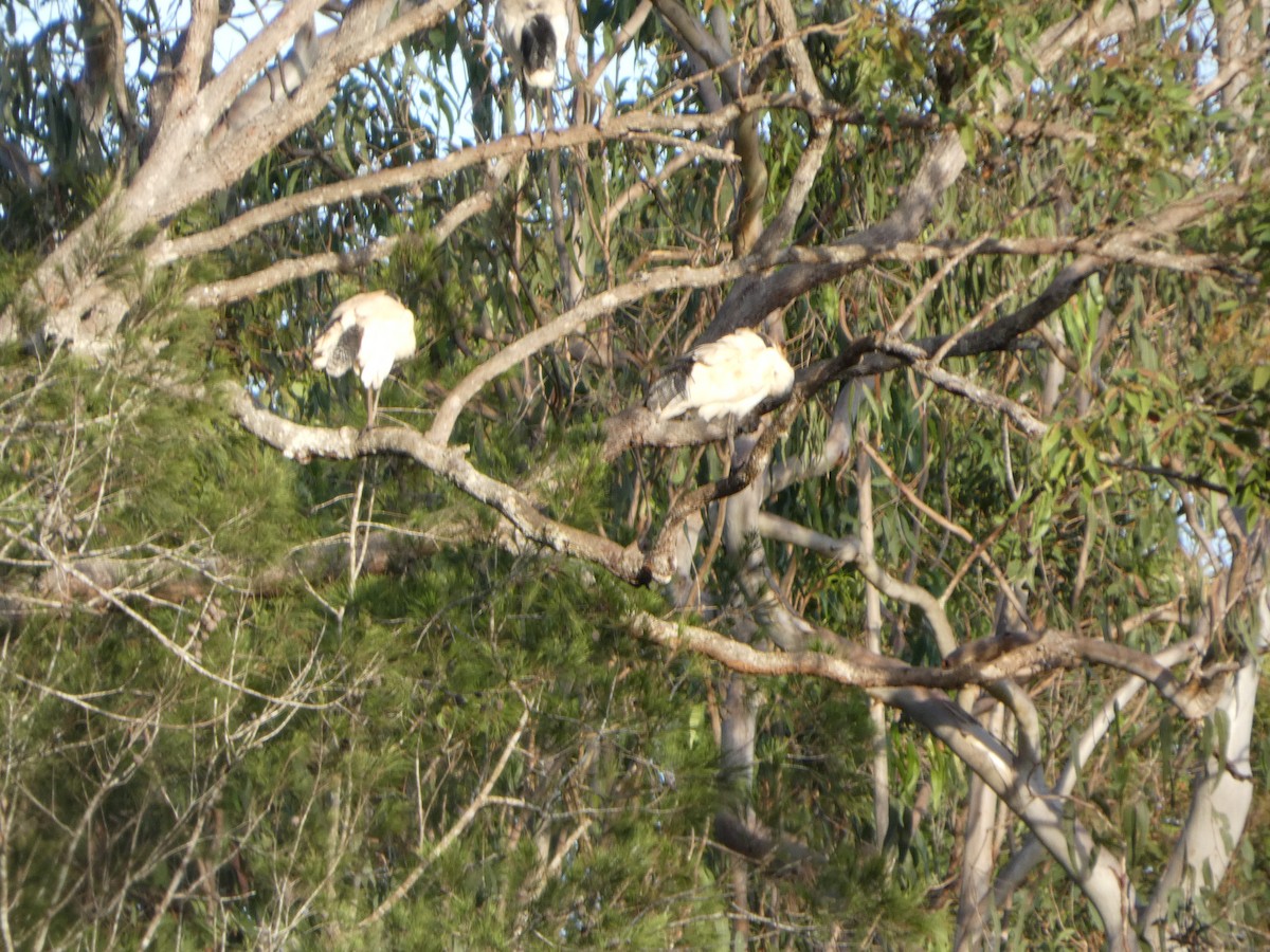ibis australský - ML644255879