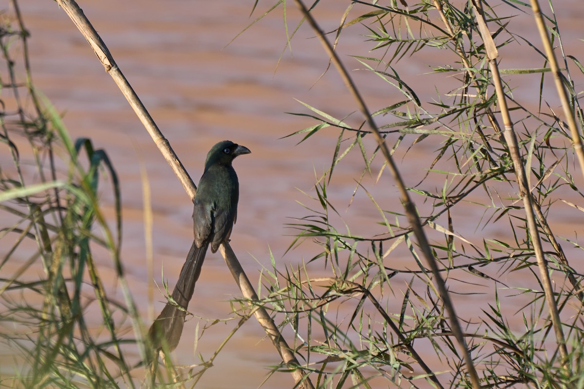 Racket-tailed Treepie - ML644255880