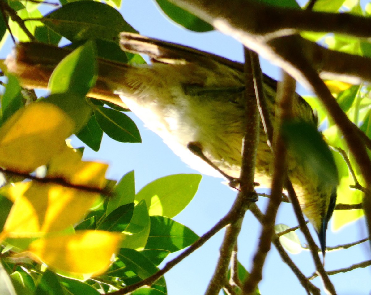 Varied Honeyeater - ML644255882