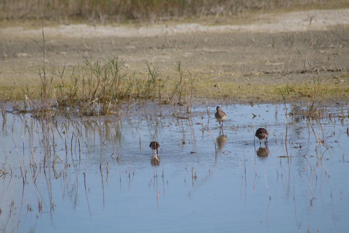 Pectoral Sandpiper - ML644255885