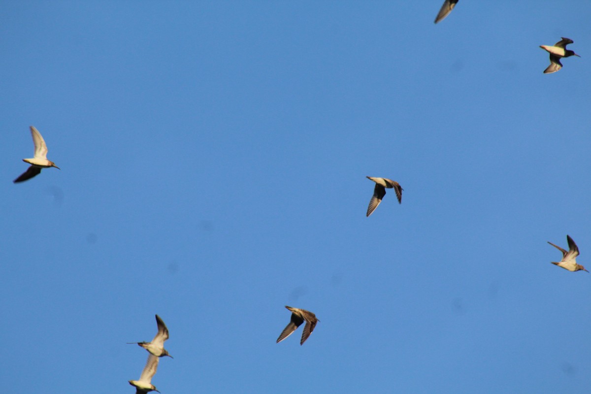Pectoral Sandpiper - ML644255886
