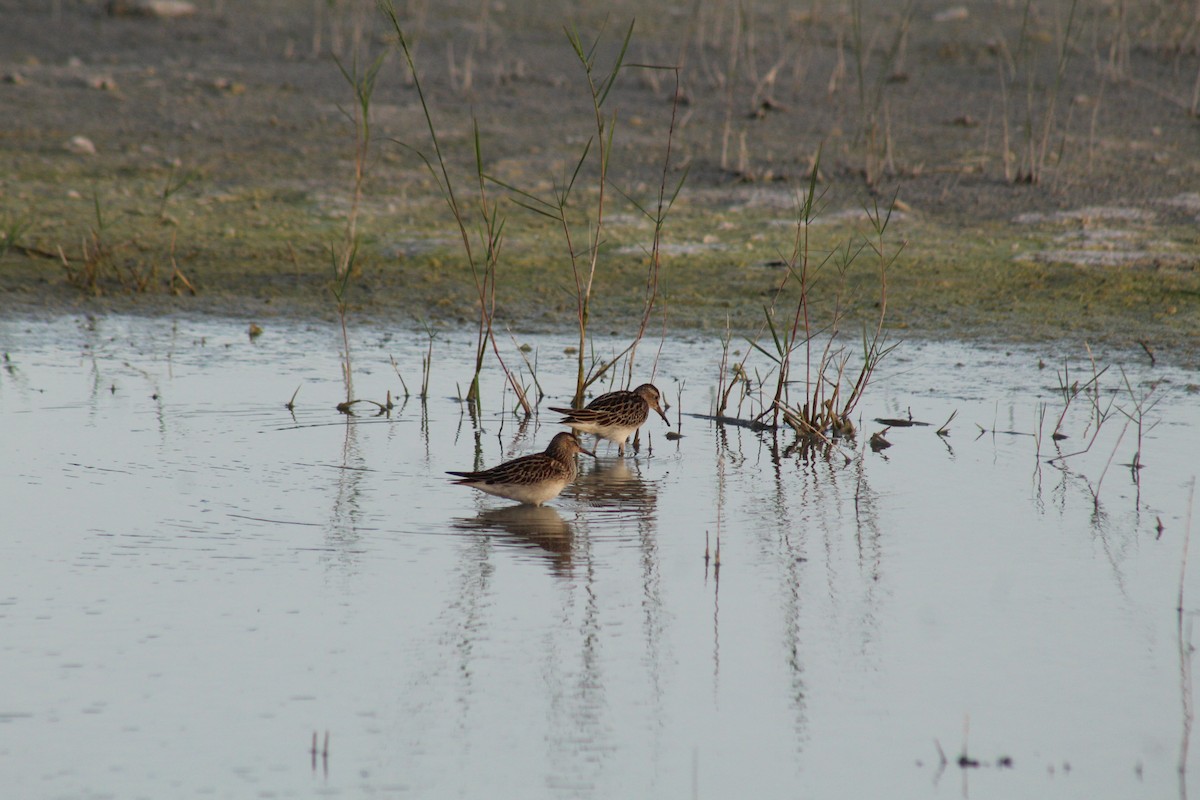 Pectoral Sandpiper - ML644255888