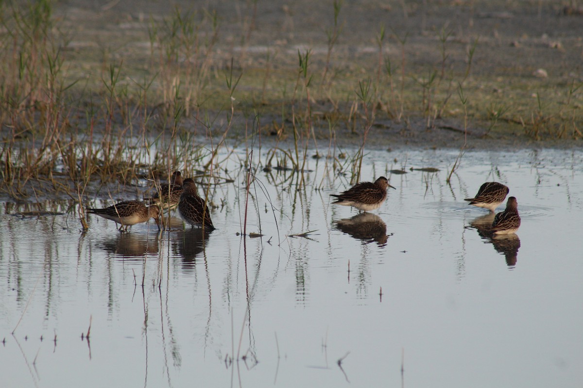 Pectoral Sandpiper - ML644255890