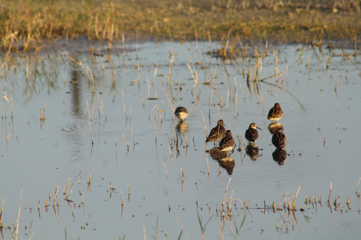 Pectoral Sandpiper - ML644255891