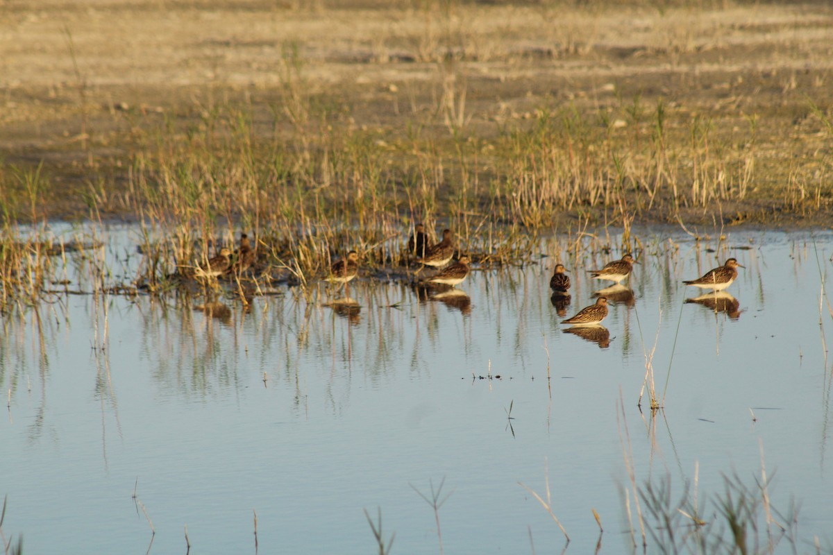 Pectoral Sandpiper - ML644255892