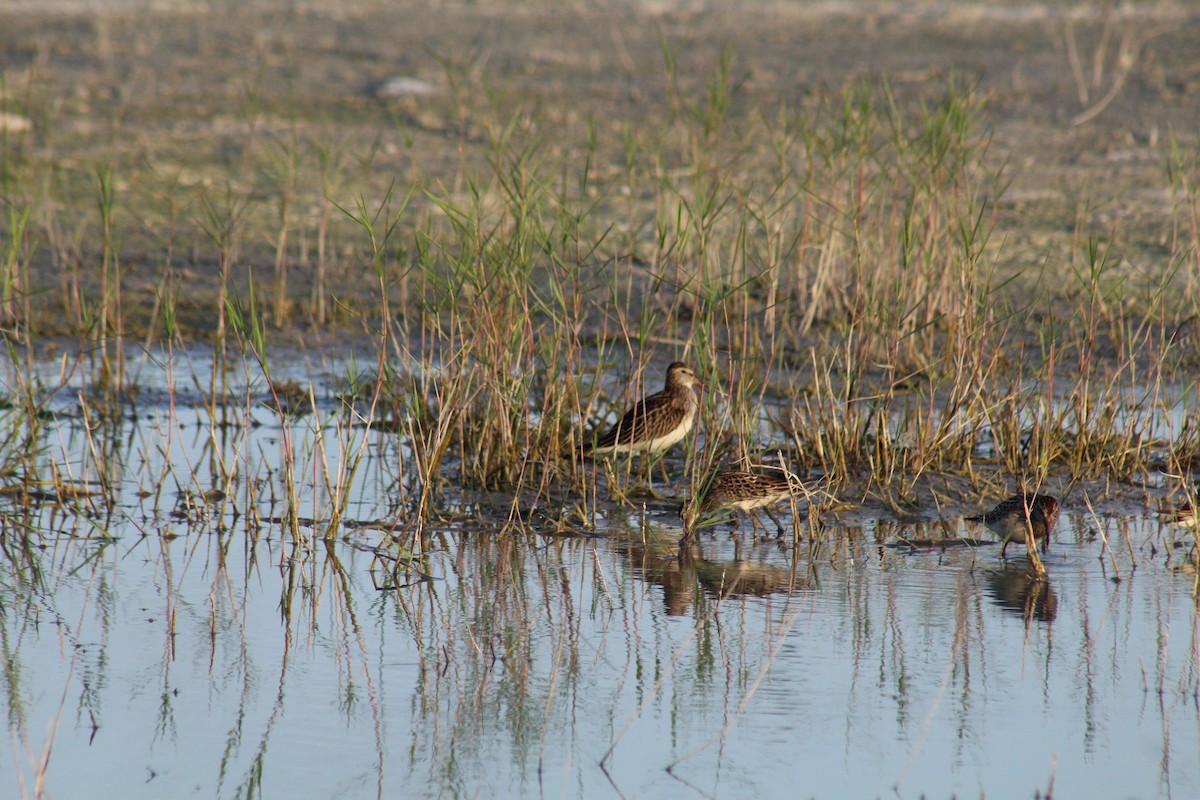 Pectoral Sandpiper - ML644255896
