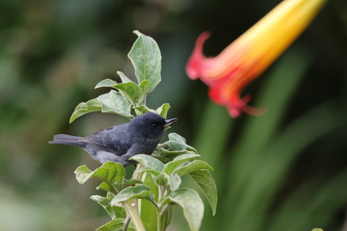 Slaty Flowerpiercer - ML644255897