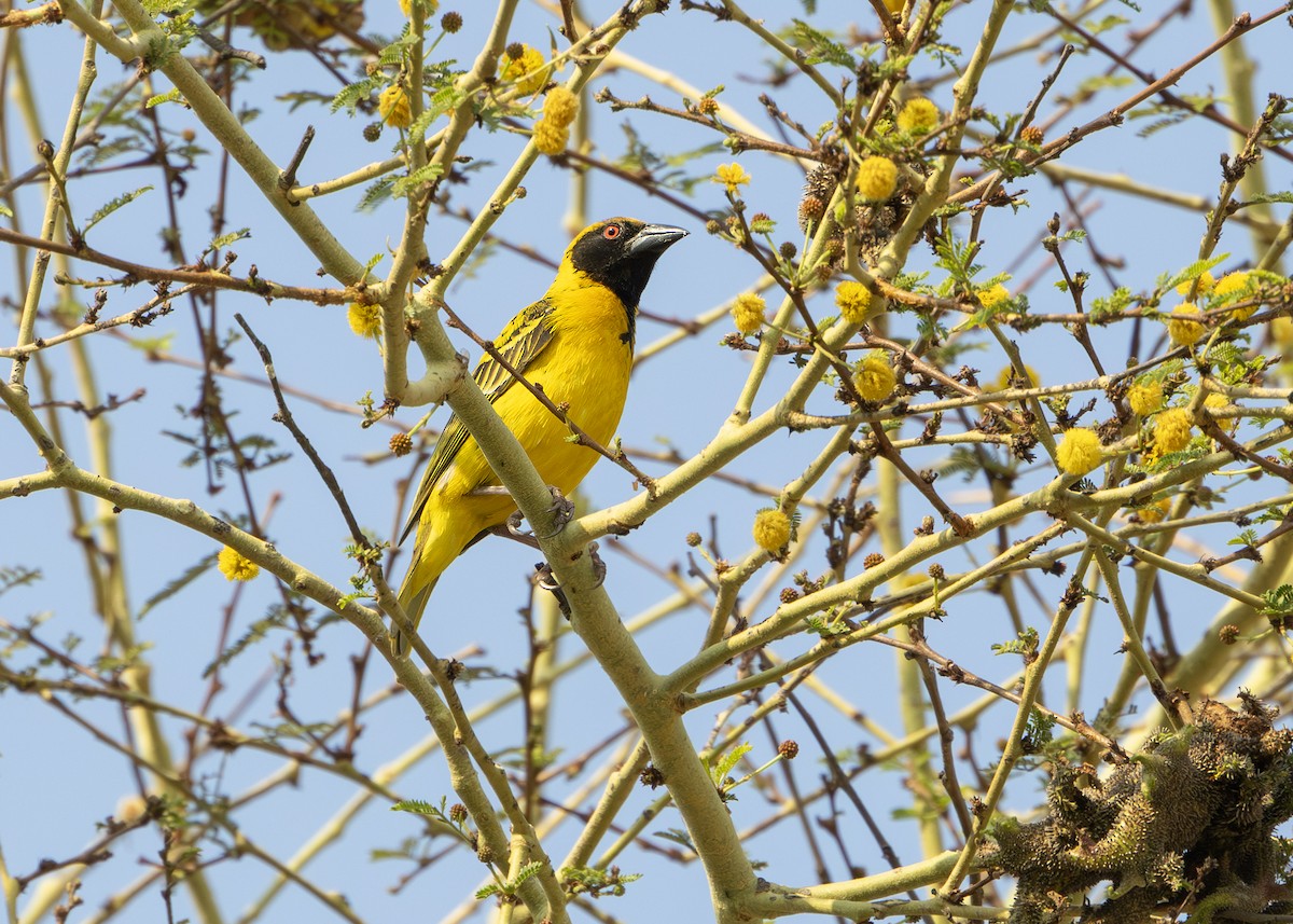 Village Weaver (Spot-backed) - ML644255899