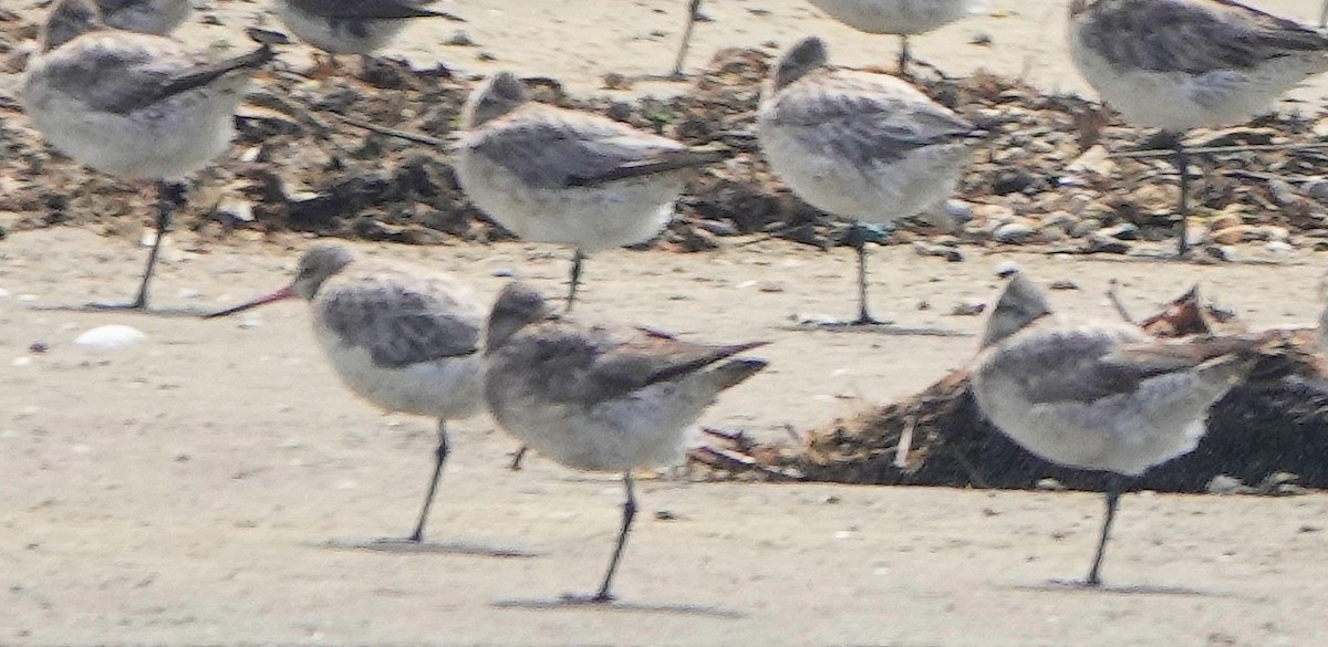 Грицик малий - ML644255902