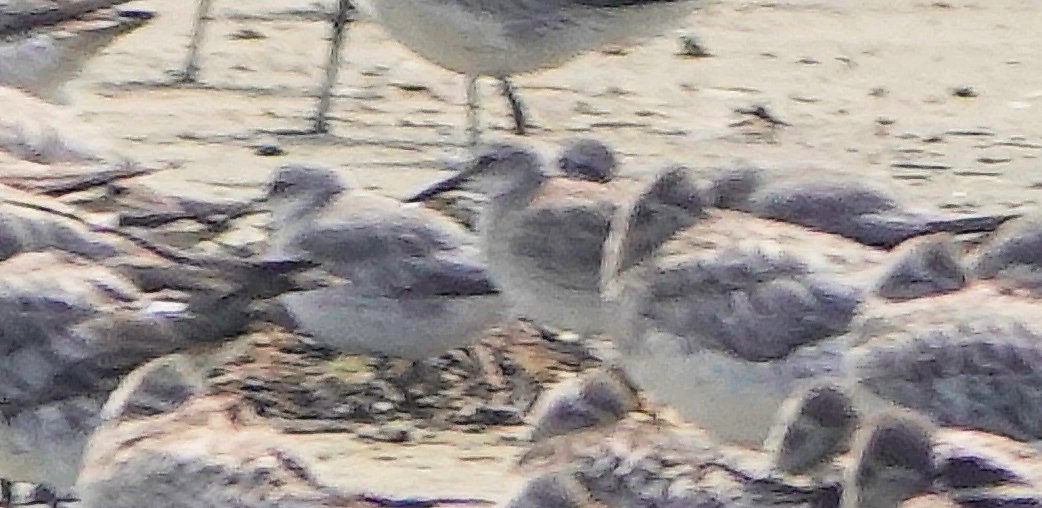 Побережник ісландський - ML644255904