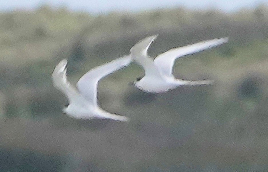 Крячок білолобий - ML644255907