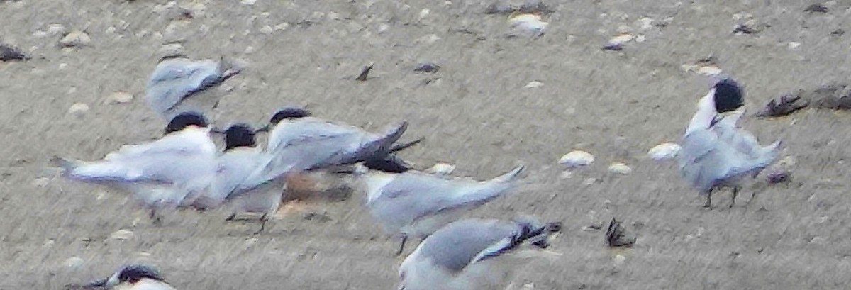 Крячок білолобий - ML644255908