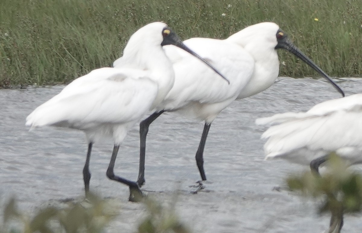 Косар королівський - ML644255909