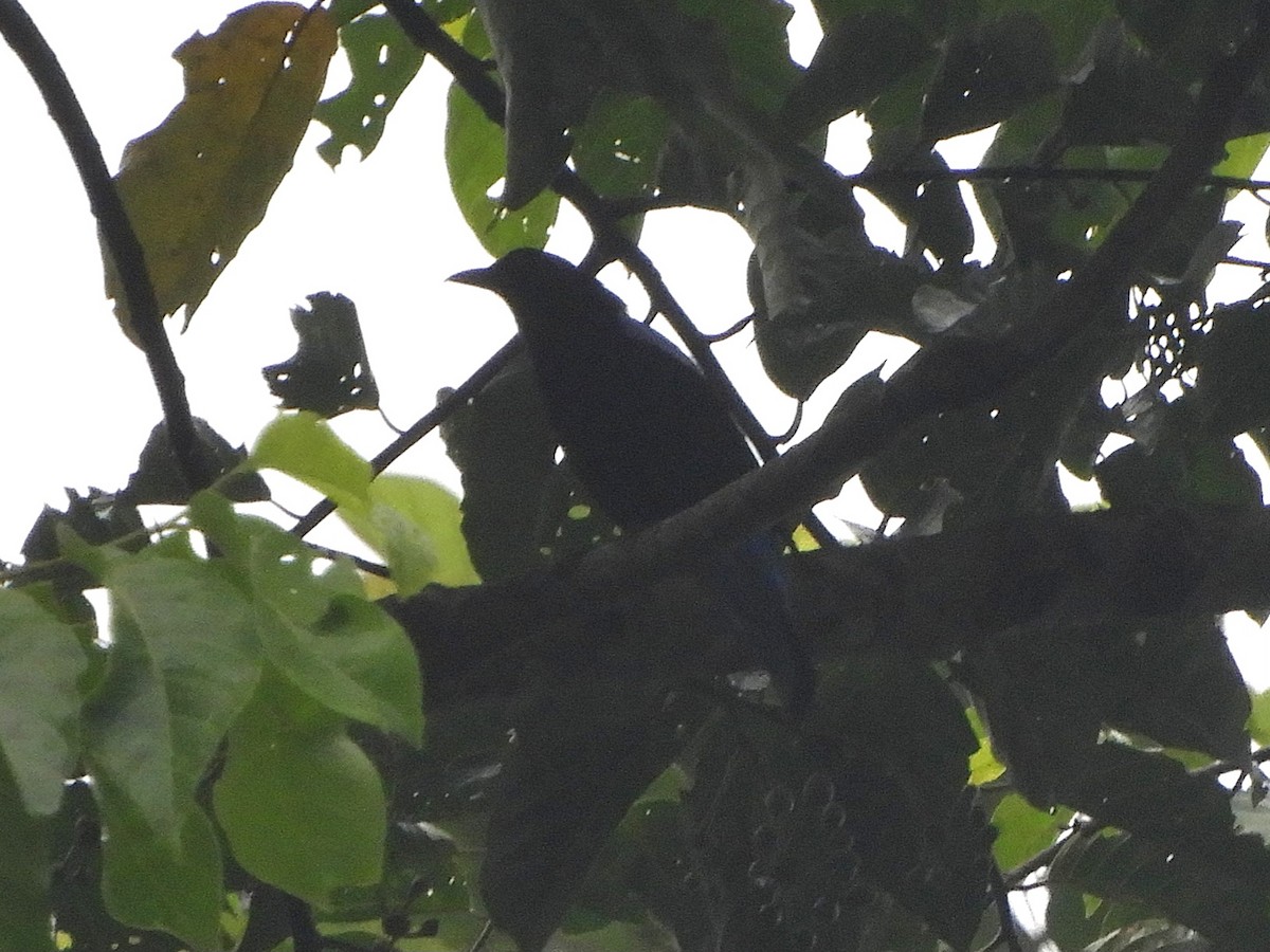 Asian Fairy-bluebird - ML644255910