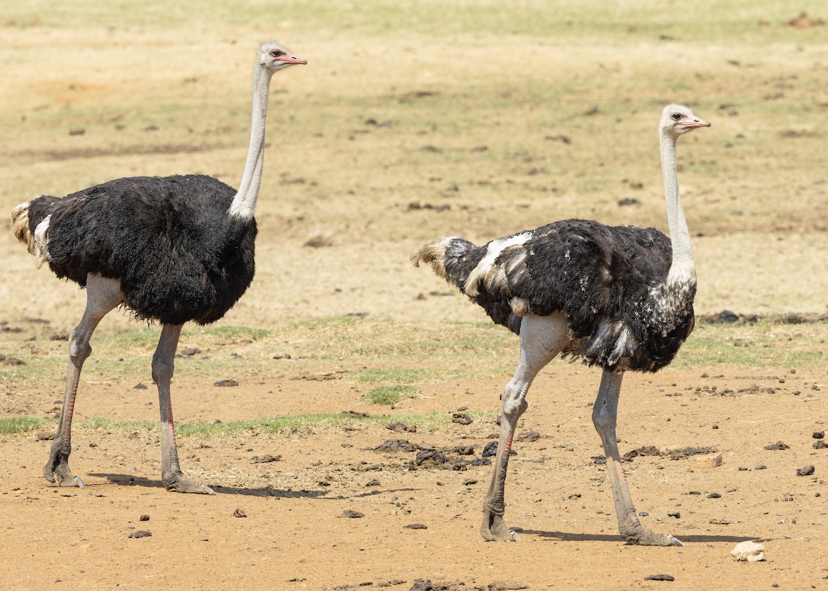 Common Ostrich - ML644255911
