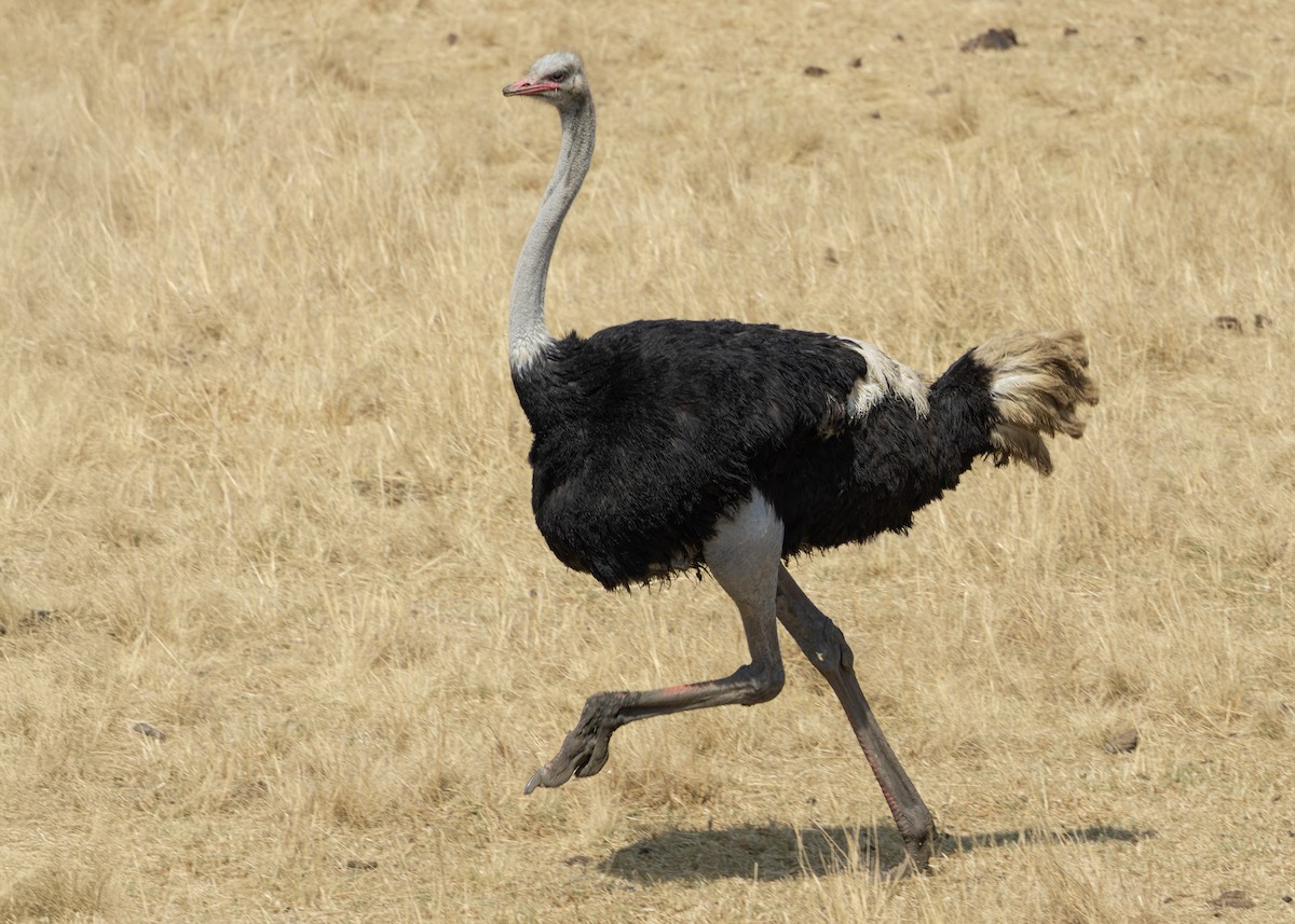 Common Ostrich - ML644255912