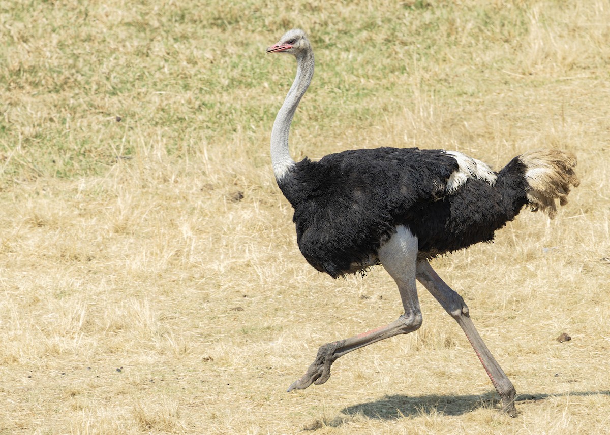 Common Ostrich - ML644255913