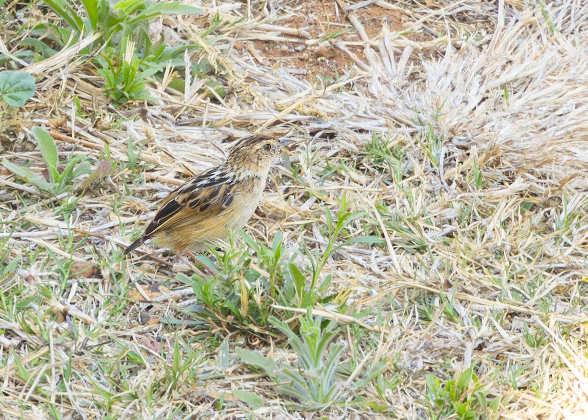 Wing-snapping Cisticola (Wing-snapping) - ML644255914