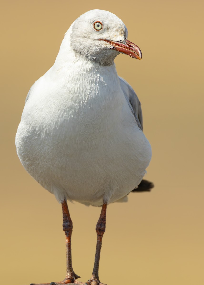 Gray-hooded Gull - ML644255915