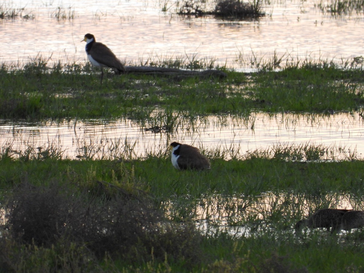 Masked Lapwing - ML644255917
