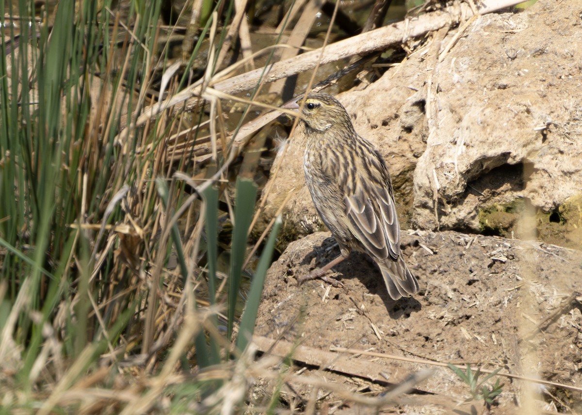Southern Red Bishop - ML644255920