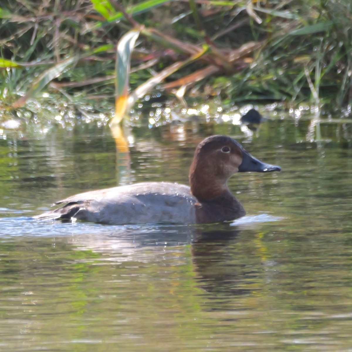 taffeland - ML644255921