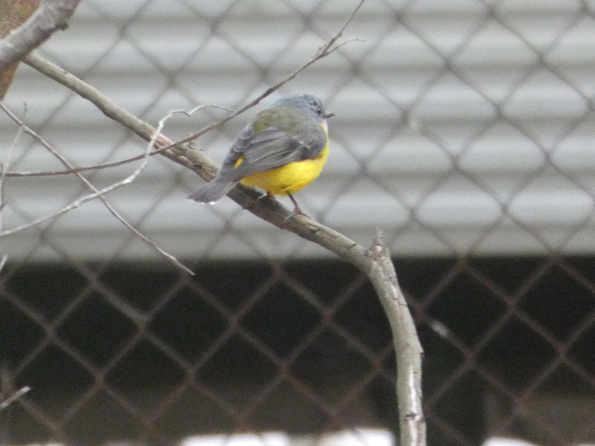 Королець жовтий - ML644255923