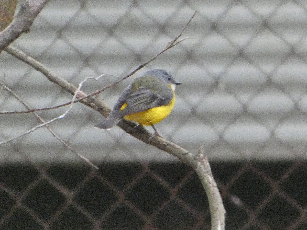 Королець жовтий - ML644255924